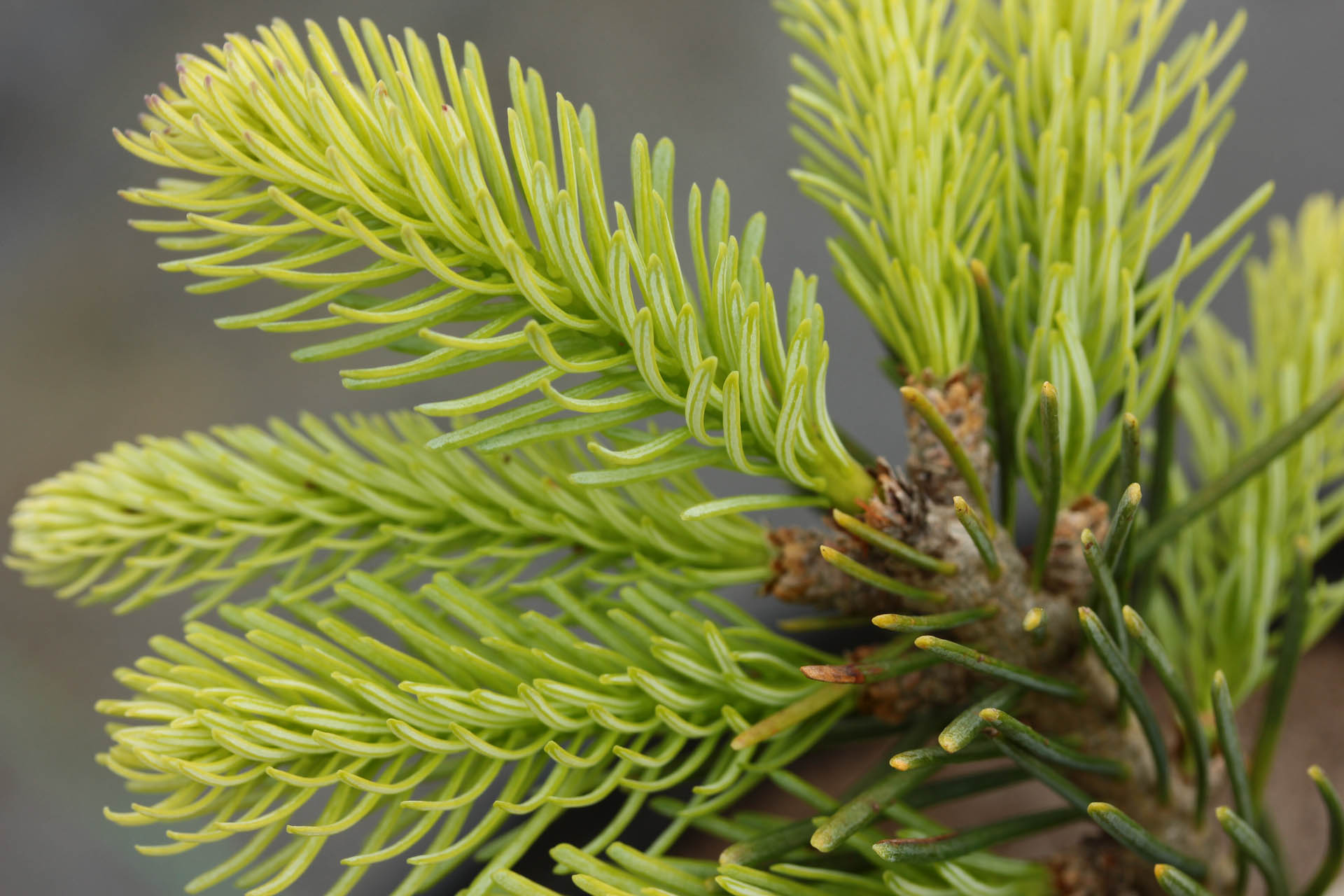 Abies lasiocarpa 